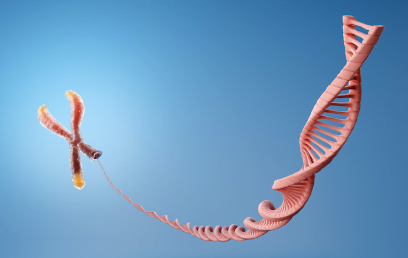 Telomere